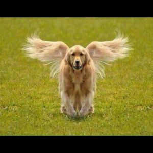 Meet your Posher, Llonda